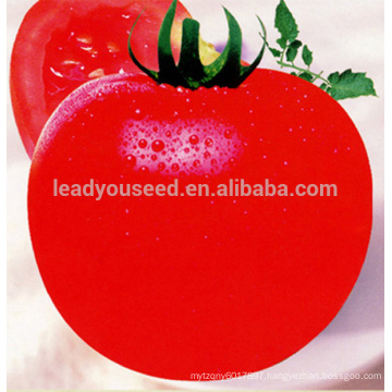 AT441 Buha premier indeterminate tomato seeds prices